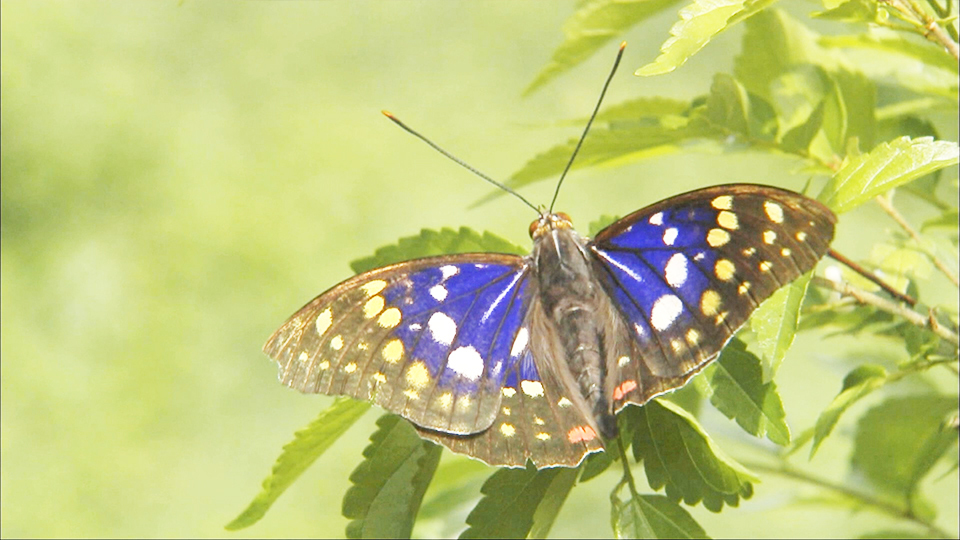 ダーウィンが来た 生きもの新伝説 美しきファイター 国蝶オオムラサキ チャンネル銀河